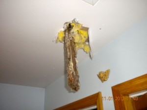 Roof pierced by tree from hurricane damaged roof deck